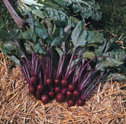 Picture of Beetroot Pablo F1
